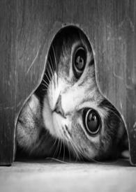 灵气复苏时代的旁门